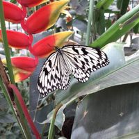 Schmetterlingsgarten Sayn